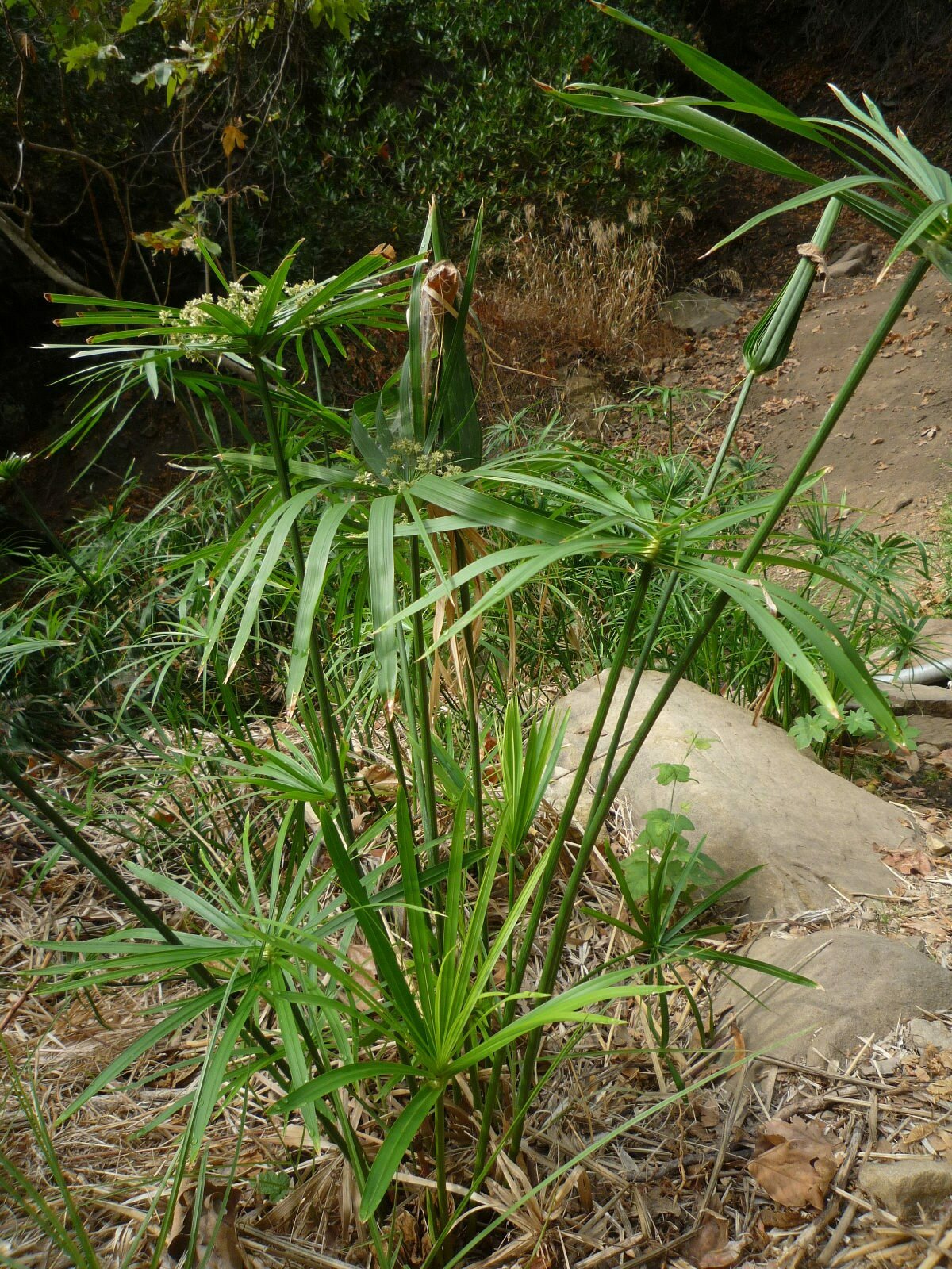 High Resolution Cyperus involucratus Plant